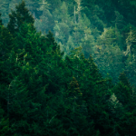 forestry