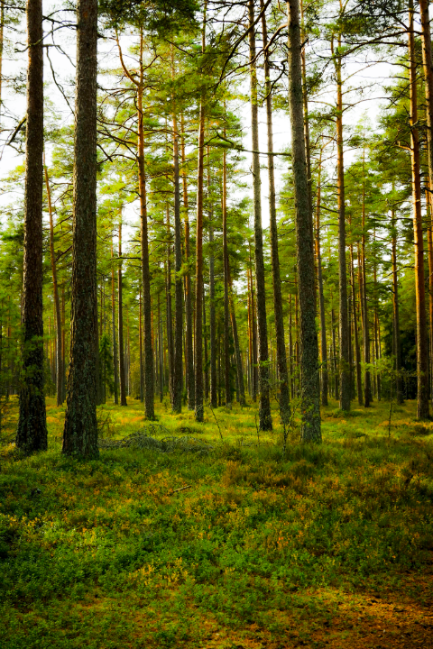 forestry