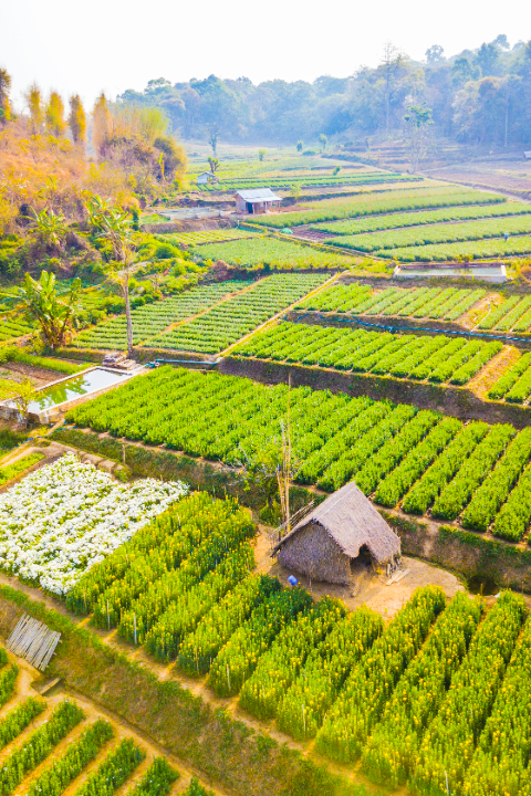Crop Health Monitoring