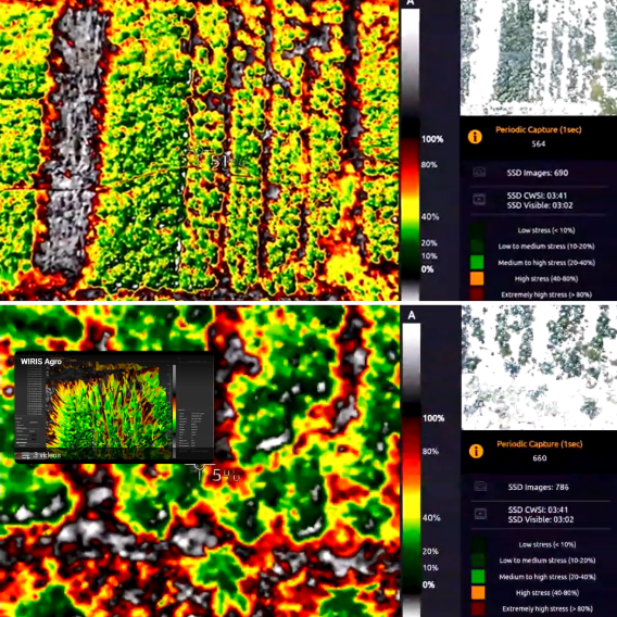 WIRIS Agro Camera Crop Analysis