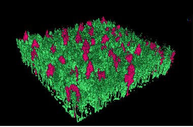 LiDAR360 Forest Tending