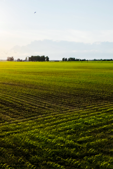 Pesticide and Fertilizer Spraying