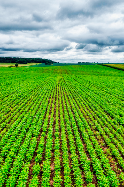 Precision Agriculture